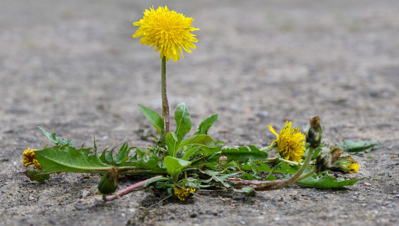 Löwenzahn aus dem Asphalt wachsend